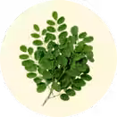 Moringa