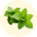 Spearmint
