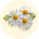 Chamomile